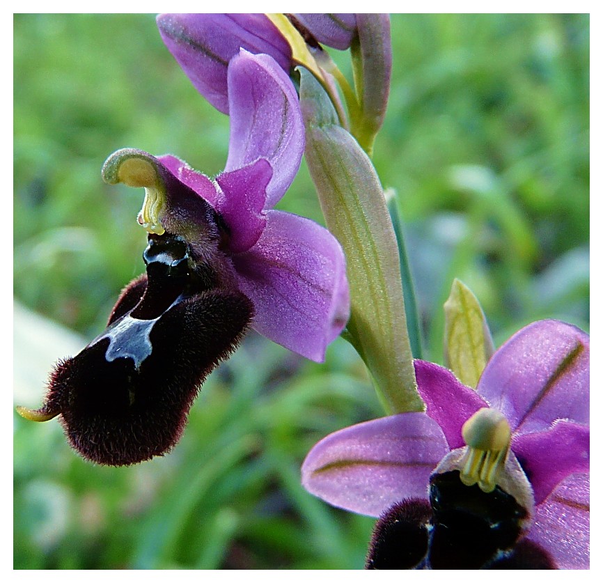 Ophrys bertoloniiformis x O. tenthredinifera